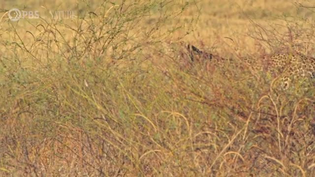 Mother Leopard Protects Cubs from Male Intruder