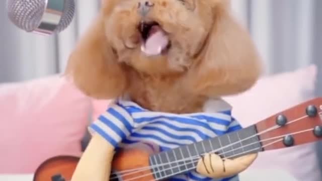 IF YOU LAUGH, YOU LOSE - CUTE, FUNNY & TALENTED PETS TO BRIGHTEN YOUR DAY