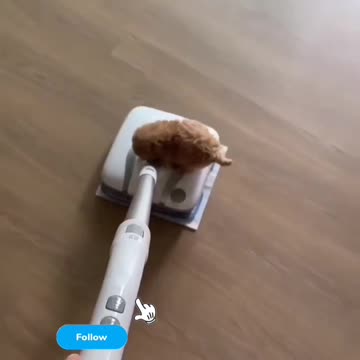 Fanny dog and cute cat videos