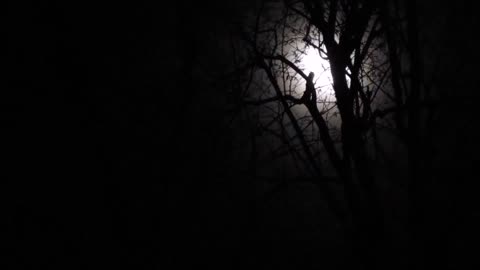 January 2015 - Bad Moon Rising - Windstorm