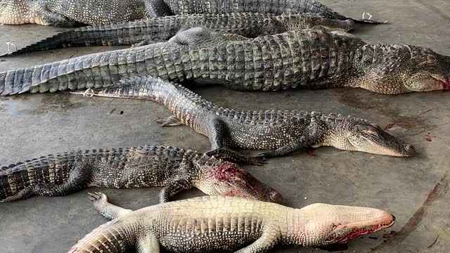 2020 Alligator Season