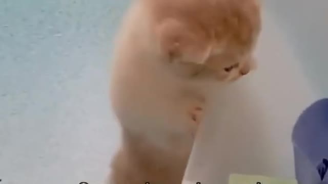 cute cat - Cute And Funy Baby Cute | Tiktok Cat Funy