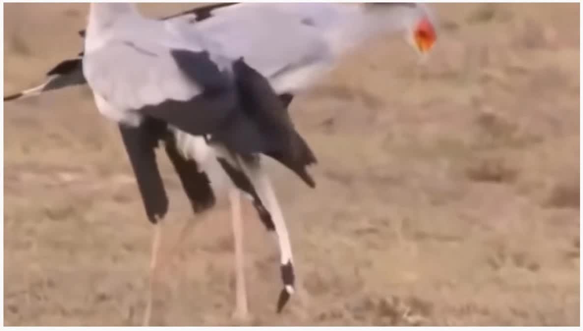 Poisonous snake killed in a bird fight