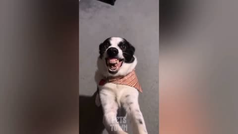 Funny dog video 🐕