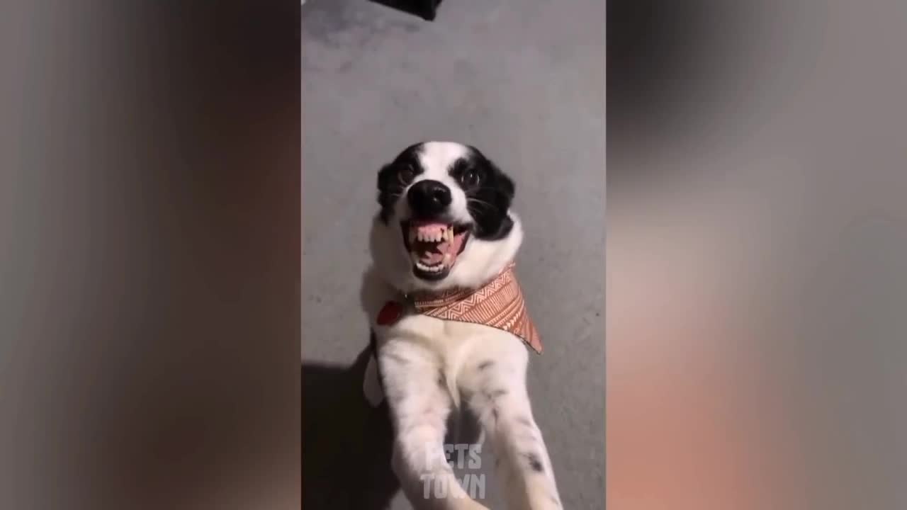 Funny dog video 🐕