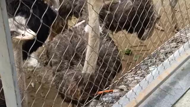 ostrich eating carrot