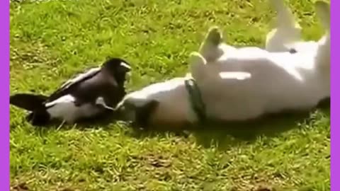 Proof that crows are the smartest birds!