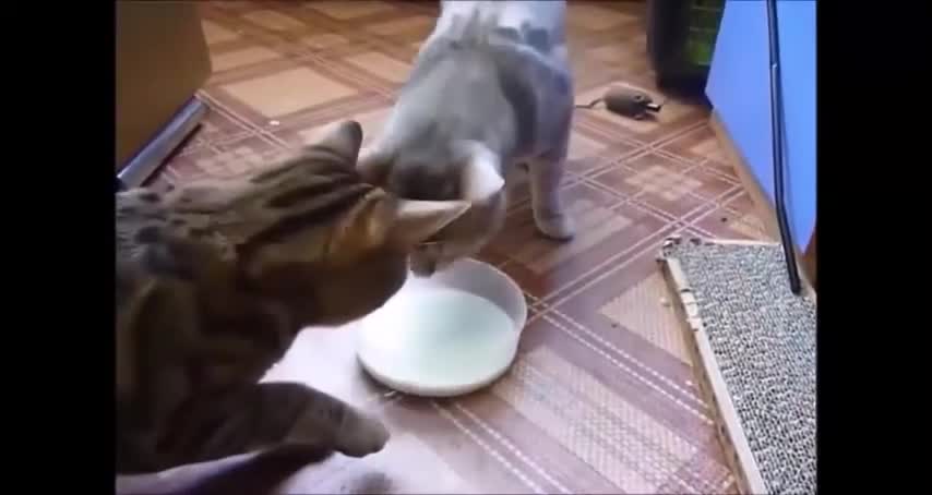 THE BEST CATS FUNNY VIDEOS OF THE TODAY