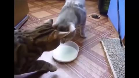 THE BEST CATS FUNNY VIDEOS OF THE TODAY