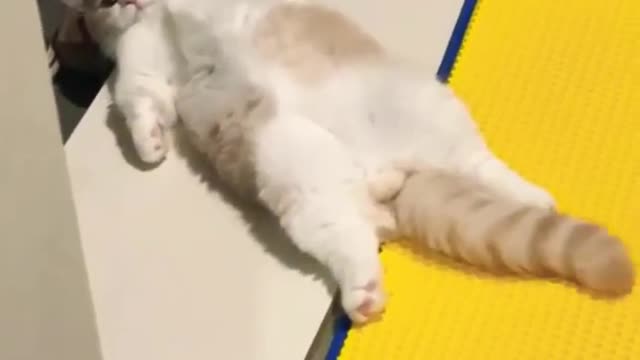 Funny cat viral video