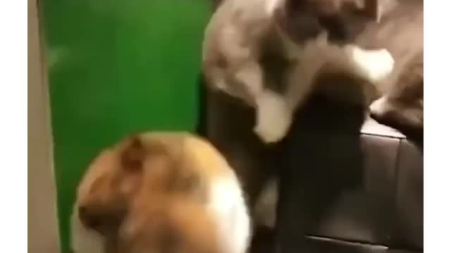 Funny cat video