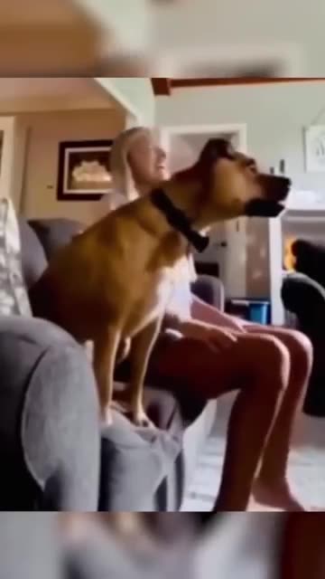 Funny dogs 🐶🐶 episode 192 #shorts