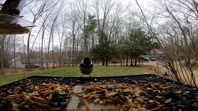 Chickadees