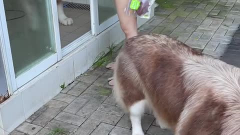 the sincerity between the dogs