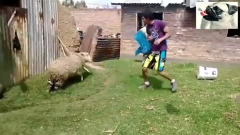 Angry goat with a bucket on his head