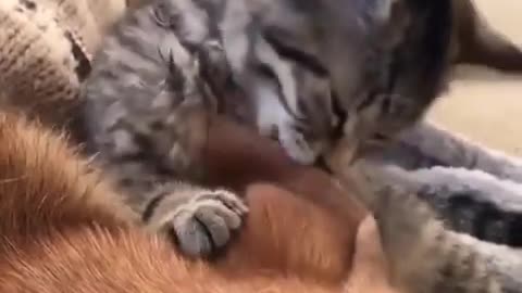 The kitten lost its mother and this is the reluctant mothers. watch her love
