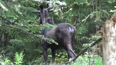 Bull Moose