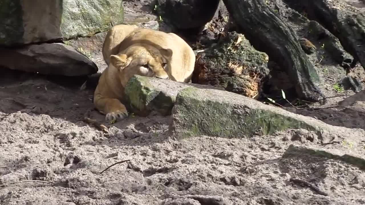 Lion hunting and attacks duck at Amsterdam zoo