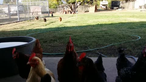 Chicken using turbo boost for treats