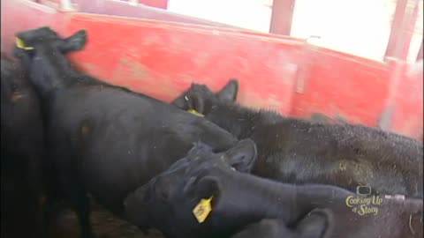 Temple Grandin Designed Cattle Chute At Texas Tech Research Facility