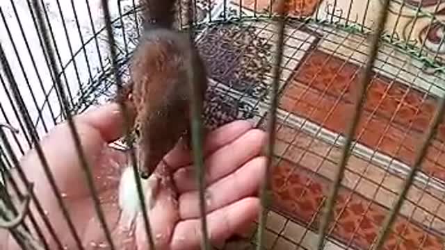 Best and funniest squirrel & chipmunk vidios - funny and cute animal compilation