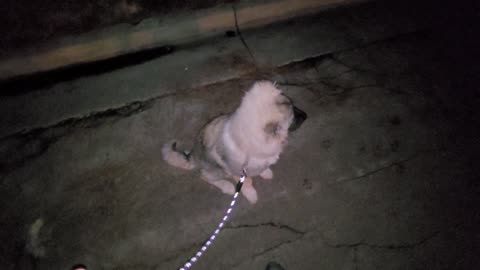 Pixie's 9th Day With Drew - Caucasian Ovcharka Dog - Caucasian Shepherd