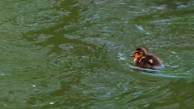 Reduce Stress and Anxiety while watching Nature