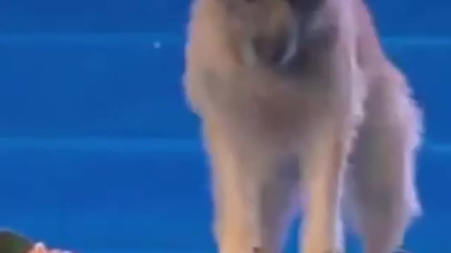 Trained Dog Mock Drill after Bomb Blast