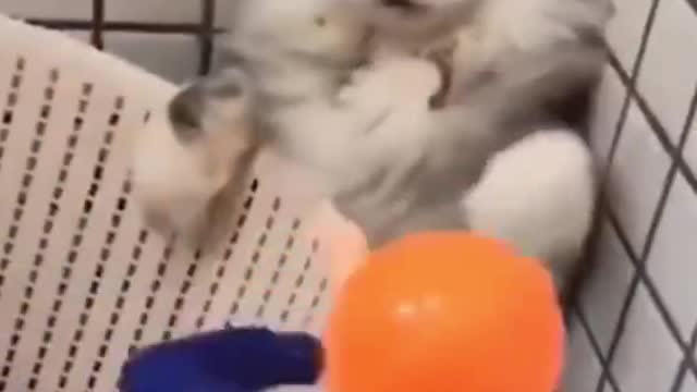 Funny Cats Try to not Laugh!!!