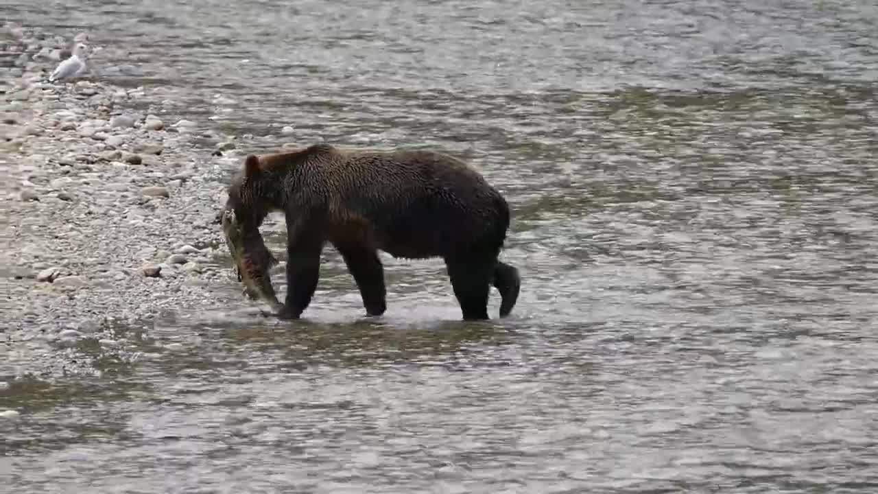 GRIZZLY BEAR GOING FISHING