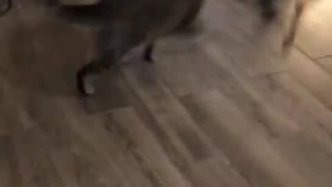 Very #funny #dog and #cat #fight scene - #entertainmet #comedy