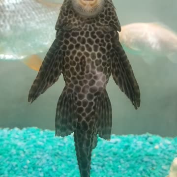 Mr. Pleco, It cleaning time