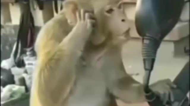 Monkey funny video