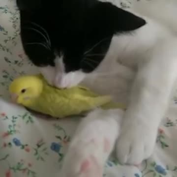 Cat chat 🐱🐱🐱🐱🐱🐱🐱🐱1