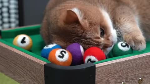 Cats are great at playing billiards. 🧶