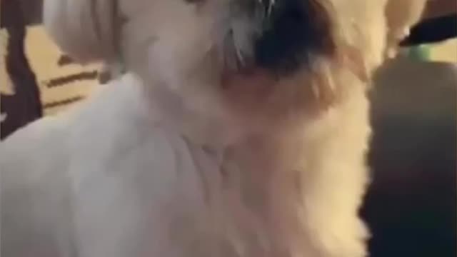 Watch ollie get passionate about peanut butter