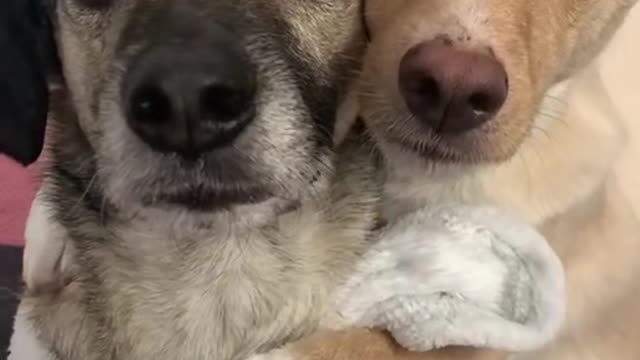 Doggy takes on big brother responsibilities with new puppie