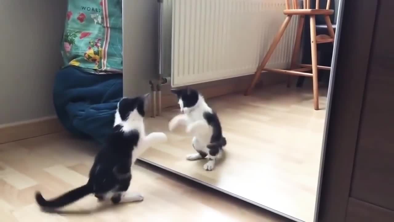 Funny Cat And mirror Video Funny video 2021