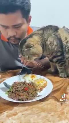 the cat wants to eat