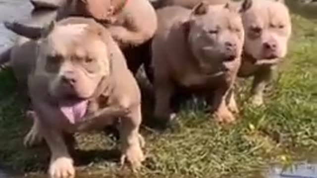 Short_video#dog_short_video#pitbull_dog_short_video#dog_new_short_video_2022