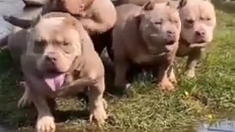 Short_video#dog_short_video#pitbull_dog_short_video#dog_new_short_video_2022