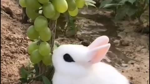 Cute Bunny eating grapes off the vine