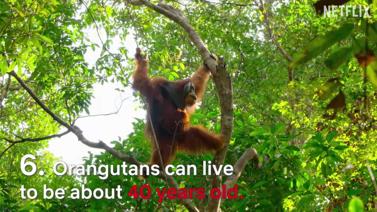 8 Mind blowing Orangutan facts on planet