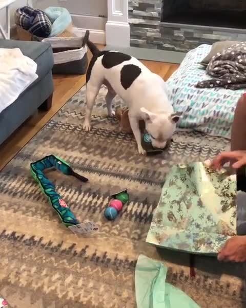 Excited pup opens up his birthday presents