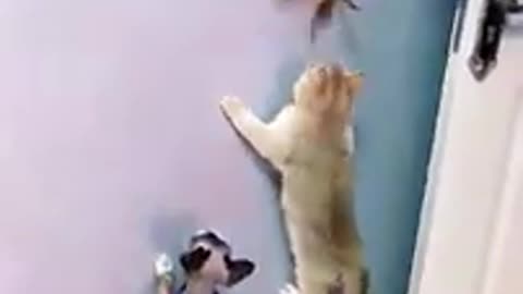 cute and beautiful cats 🤩🤩🤩
