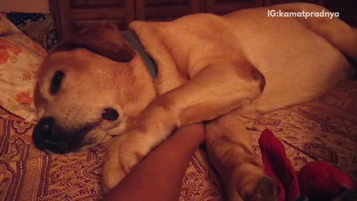 Tan dog keeps hitting owners arm to continue petting him on bed