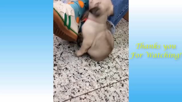 Funny cats and dogs video cute