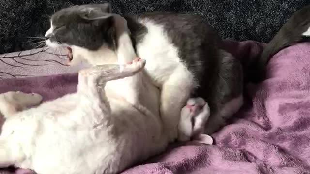 Epic cat fights