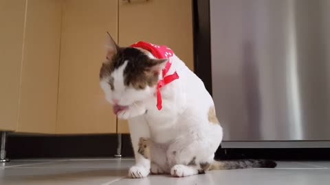 So cute video of cats very funny