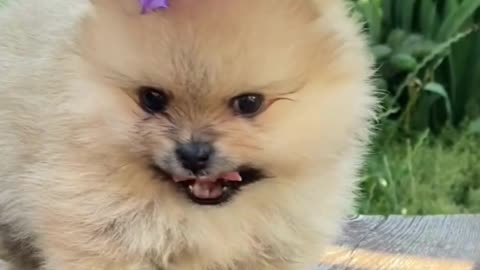 pomeranian dogs